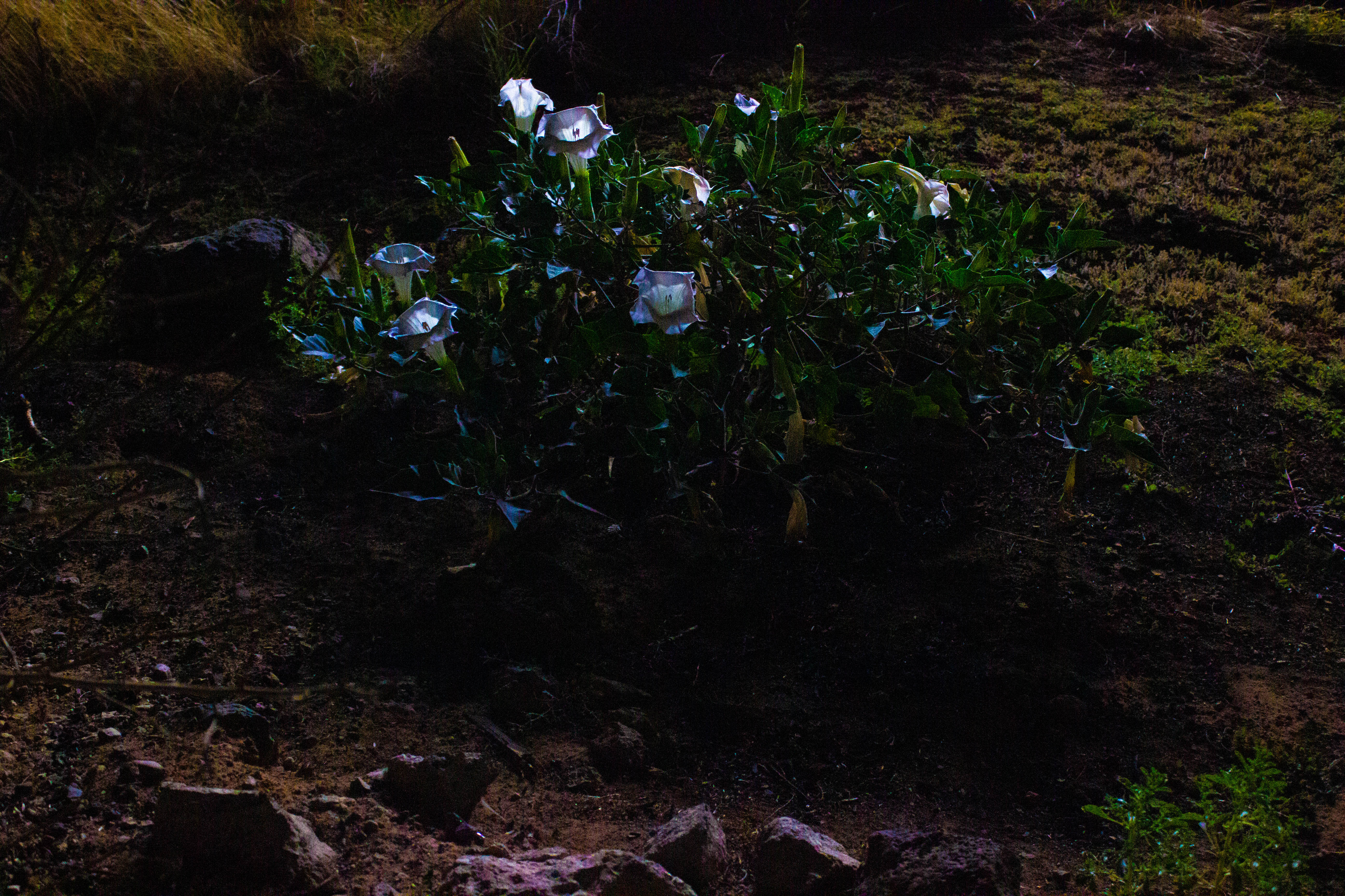 flower1